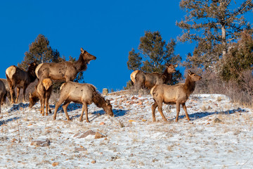 Naklejka na ściany i meble Elk in Fresh Snow