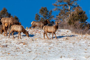 Naklejka na ściany i meble Elk in Fresh Snow