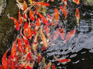 Many carp fish in the pond.
