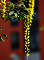 Golden rain tree (laburnum alpinum) blooming with long hanging beautiful stem