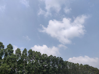 The Landscape of trees and blue sky.