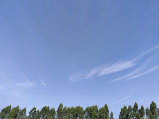 Landscape of forest and blue sky background.