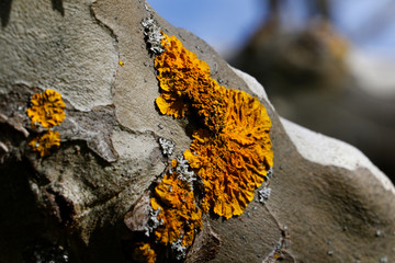 fungus on a tree