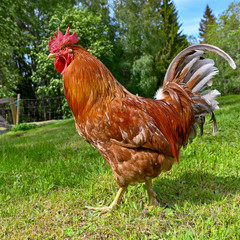 big beutiful rooster walking in green grass