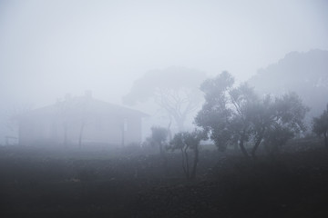 fog, village