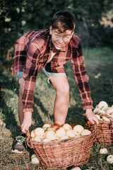 Teenage boy at the farmers garden, picking up wicker basket, full of ripe apples in warm sunset light. Seasonal work concept.