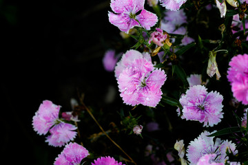 pink flowers in the garden