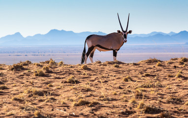 ein Oryx steht am Rand der Namib, malerische Landschaft in Namibia