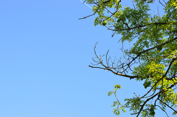 tree with branches and blue sky