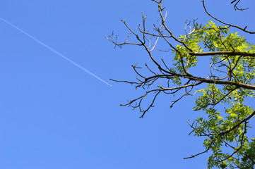 Obraz premium tree with branches and blue sky
