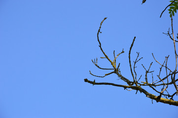 tree with branches and blue sky