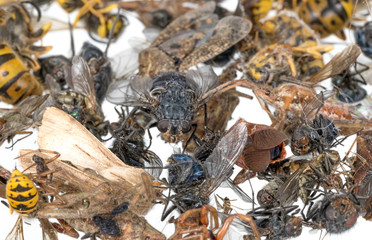 Many different dead insects are in one pile. Isolated on white