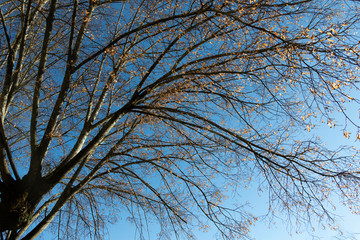 branches of a tree against blue sky