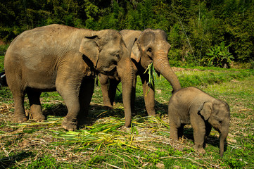 Happy elephants with little baby enjoy eating grass at Chiang Mai elephant camp in Northern Thailand.