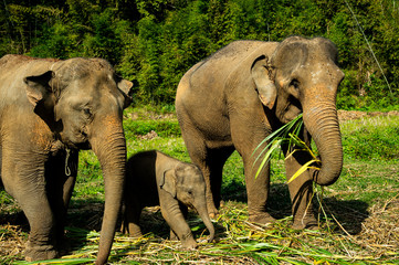 Elephants with little baby eating grass at Chiang Mai elephant camp 