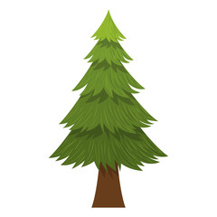 Isolated natural pine tree design