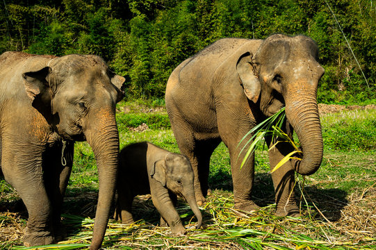 Elephants With Little Baby Eating Grass At Chiang Mai Elephant Camp 