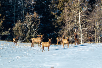 Obraz premium Elk in Fresh Snow