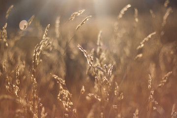 Spikelets in sunlight on blurred background