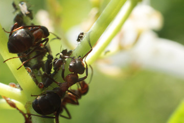ants and aphid on a tree