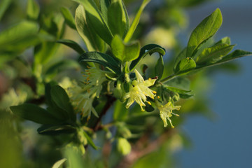 Flowering in the spring of Golden currants.