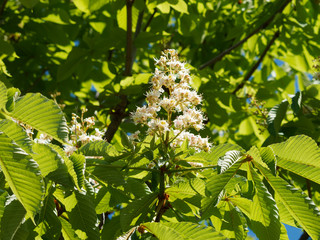 Aesculus hippocastanum -  Foliage and flowers of horse-chestnut or conker tree