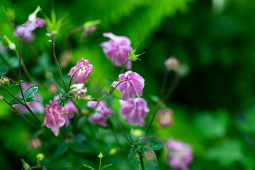 Aquilegia vulgaris aka Common columbine of different colors in garden during summer bloom