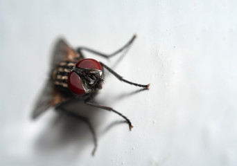 fly insect
