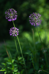 Purple allium nutans onion flowers closeup