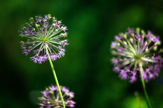 Purple allium nutans onion flowers closeup