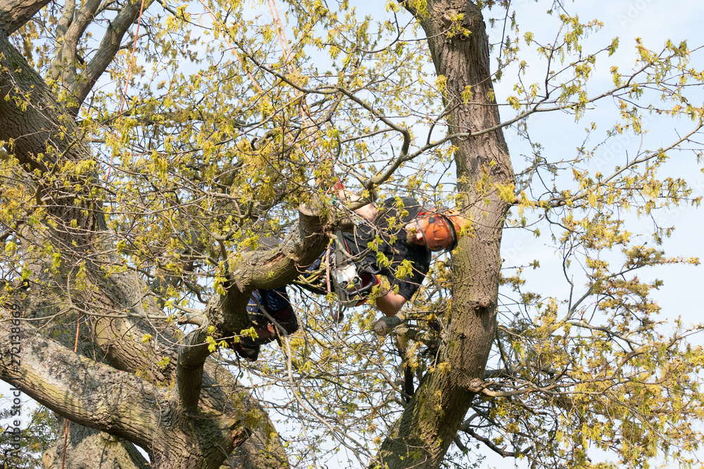 Wall mural Arborist or Tree Surgeon using his safety ropes to hang from a tree while cutting a branch.