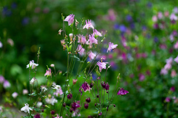 Aquilegia vulgaris aka Common columbine of different colors in garden during summer bloom