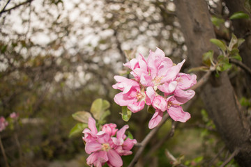 apple flower delicate pink large tree branch for design
