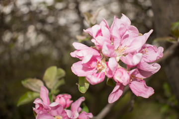 Fototapeta na wymiar apple flower delicate pink large tree branch for design