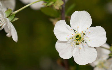 cherry flower white large flowering spring tree sakura for design background