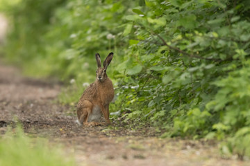 European brown hare (Lepus europaeus)