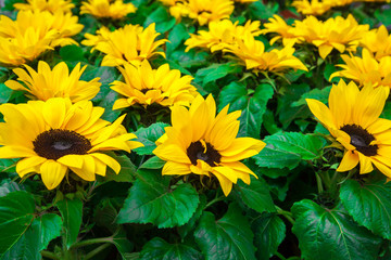 Field with blossoming sunflowers