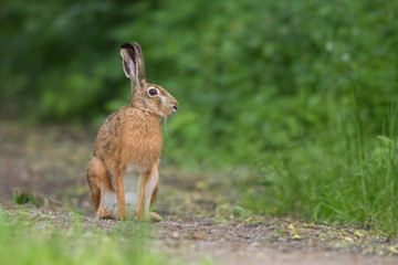 European brown hare (Lepus europaeus) © szczepank