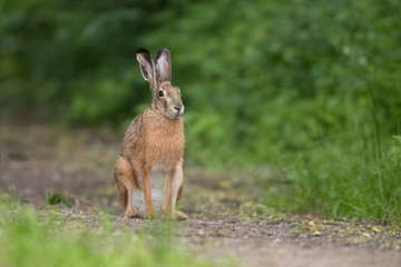 European brown hare (Lepus europaeus)