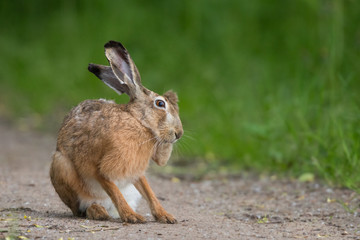 European brown hare (Lepus europaeus)