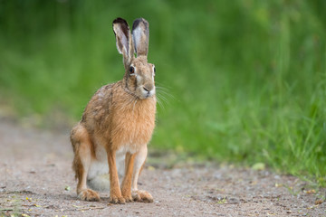 European brown hare (Lepus europaeus)