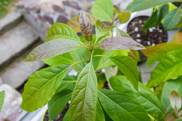 Young Avocado plants growing in pots outdoors