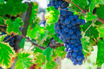 Big cluster of blue grapes on a branch close up