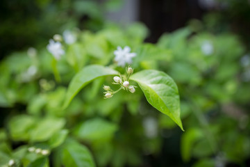 little white flowers in the green garden at afternoon