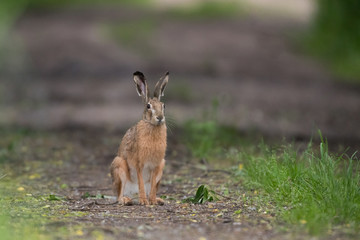 Naklejka na ściany i meble European brown hare (Lepus europaeus)