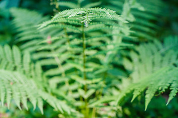 fern leaves, macro leaves, fern leaves background
