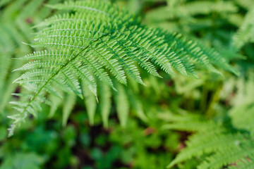 fern leaves, macro leaves, fern leaves background