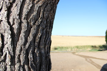 Fototapeta premium tree 