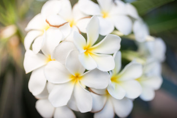 Fototapeta na wymiar Sweet scent from white Plumeria flowers in the garden