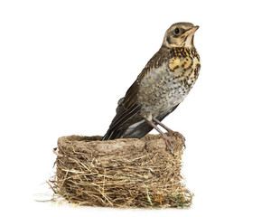 Fototapeta premium Cute nestling thrush fieldfare isolated on a white background